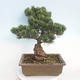 Outdoor bonsai - Pinus parviflora - Small-flowered pine - 3/5