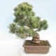 Outdoor bonsai - Pinus parviflora - Small-flowered pine - 3/5