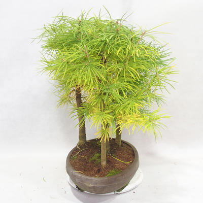 Outdoor bonsai - Pseudolarix amabilis - Pamodřín - grove of 5 trees - 3