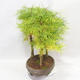 Outdoor bonsai - Pseudolarix amabilis - Pamodřín - grove of 5 trees - 3/5