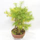 Outdoor bonsai - Pseudolarix amabilis - Pamodřín - grove of 5 trees - 3/5