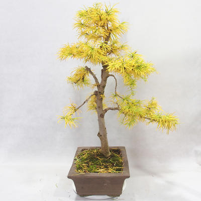 Outdoor bonsai - Pseudolarix amabilis - Pamodřín - 3