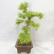 Outdoor bonsai - Pseudolarix amabilis - Pamodřín - 3/6