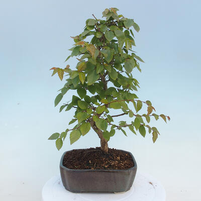 Outdoor bonsai - Carpinus CARPINOIDES - Korean Hornbeam - 3