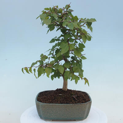 Outdoor bonsai - Carpinus CARPINOIDES - Korean Hornbeam - 3