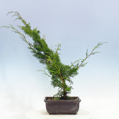 Outdoor bonsai - Juniperus chinensis Itoigawa-Chinese juniper - 3