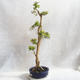Indoor bonsai - Duranta erecta Aurea - 3/5