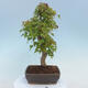 Outdoor bonsai - Buergerianum Maple - Burger Maple - 3/4
