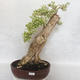 Indoor bonsai - Duranta erecta Variegata - 3/6