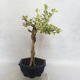 Indoor bonsai - Duranta erecta Variegata - 3/5