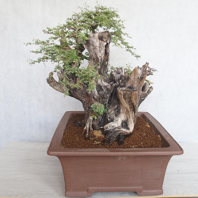Indoor bonsai - Akacia Arabica - 3