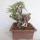Indoor bonsai - Akacia Arabica - 3/6