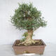 Indoor bonsai - Fraxinus angustifolia - Indoor Ash - 3/4