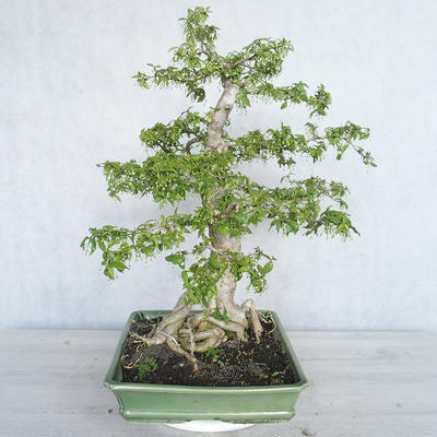 Indoor bonsai - Water jasmine - Wrightia religiosa - 3