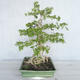 Indoor bonsai - Water jasmine - Wrightia religiosa - 3/7