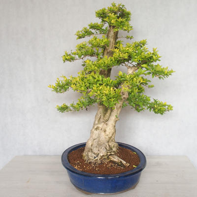 Indoor bonsai - Duranta erecta aurea - 3