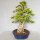 Indoor bonsai - Duranta erecta aurea - 3/5