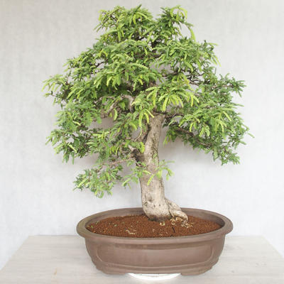 Indoor bonsai - Vachellia leucophloea - Akacia - 3