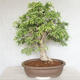 Indoor bonsai - Vachellia leucophloea - Akacia - 3/6