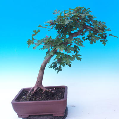 Outdoor bonsai - Baby jelly - Acer campestre - 3
