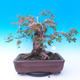 Outdoor bonsai - Baby jelly - Acer campestre - 3/6