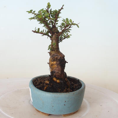 Outdoor bonsai - Ulmus parvifolia SAIGEN - Small-leaved elm - 3