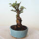 Outdoor bonsai - Ulmus parvifolia SAIGEN - Small-leaved elm - 3/5