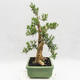 Indoor bonsai - Buxus harlandii - Cork boxwood - 3/7