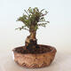 Outdoor bonsai - Ulmus parvifolia SAIGEN - Small-leaved elm - 3/7