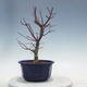 Outdoor bonsai - Maple palmatum DESHOJO - Maple palmate - 3/5