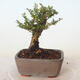 Outdoor bonsai - Ulmus parvifolia SAIGEN - Small-leaved elm - 3/4