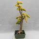 Indoor bonsai -Ligustrum Aurea - Bird's beak - 3/6