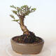 Outdoor bonsai - Ulmus parvifolia SAIGEN - Small-leaved elm - 3/4