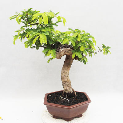 Indoor bonsai -Phyllanthus - Sadness - 3