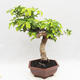 Indoor bonsai -Phyllanthus - Sadness - 3/6