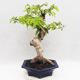 Indoor bonsai -Phyllanthus Niruri- Smuteň - 3/6