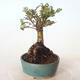 Outdoor bonsai - Ulmus parvifolia SAIGEN - Small-leaved elm - 3/5