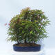 Acer palmatum - Maple - grove - 3/5