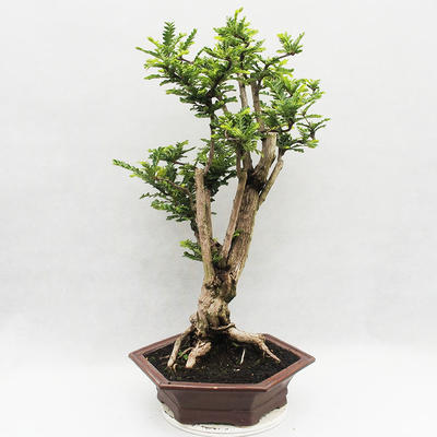 Indoor bonsai -Phyllanthus Niruri- Smuteň - 3
