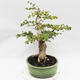 Indoor bonsai - Cudrania equisetifolia - 3/5