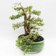 Indoor bonsai - Cudrania equisetifolia - 3/5