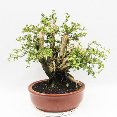 Indoor bonsai - Cudrania equisetifolia - 3