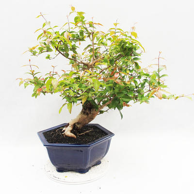 Indoor Bonsai - Australian Cherry - Eugenia uniflora - 3