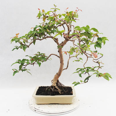 Room Bonsai - Australian Cherry - Eugenia uniflora - 3