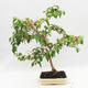 Room Bonsai - Australian Cherry - Eugenia uniflora - 3/5
