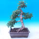 Outdoor bonsai - Baby jelly - Acer campestre - 3/5