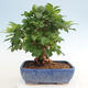 Outdoor bonsai - Celastrus Jesenec - 3/5