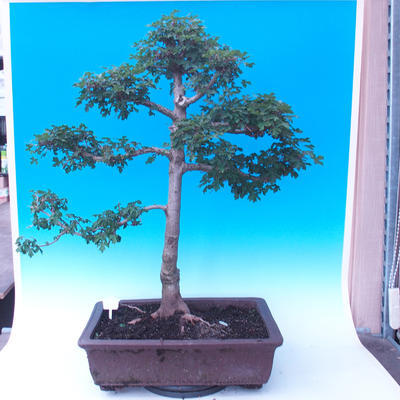 Outdoor bonsai - Baby jelly - Acer campestre - 3