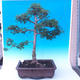 Outdoor bonsai - Baby jelly - Acer campestre - 3/6