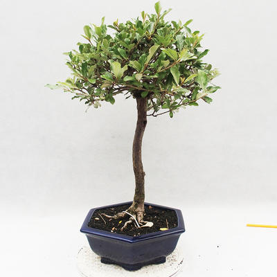Indoor bonsai -Eleagnus - Hlošina - 3